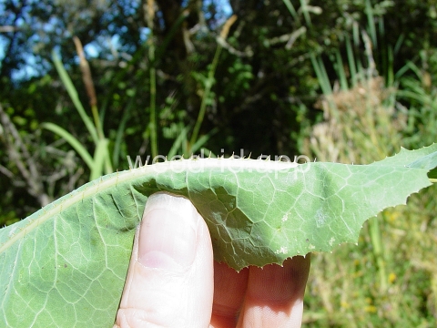 lettuce, prickly